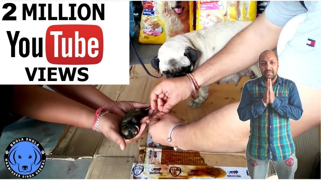 Pug Mother Delivery | Birth Care Puppy’s | Dog - Bhola Shola | Harwinder Singh Grewal