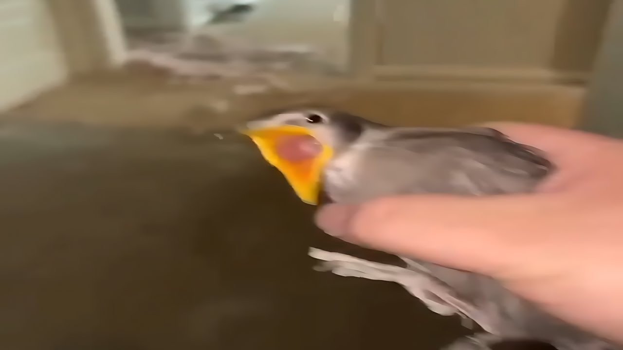 Top 5 Bird