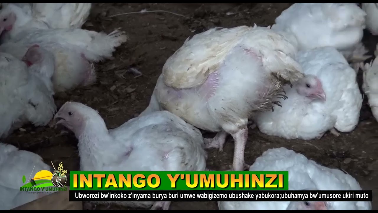 YABANJE GUKORA MU NKOKO ZABANDI NONE UBU NAWE NI RWIYEMEZAMIRIMO