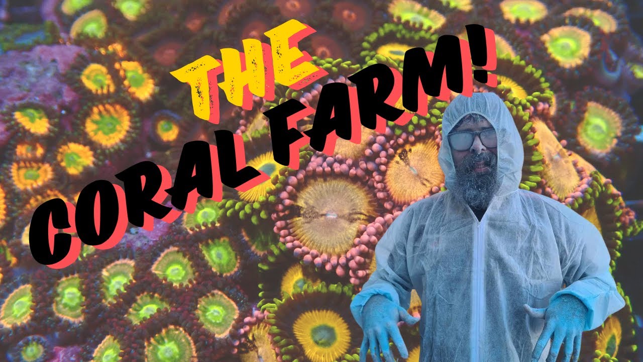 Sustainable Reefs Coral Farm Tour