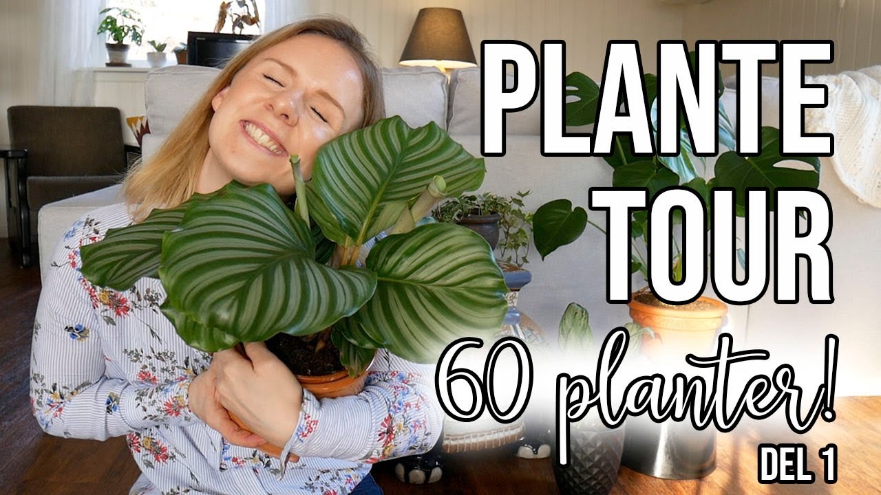 PLANTE TOUR I HUSET | 60 planter! Del 1