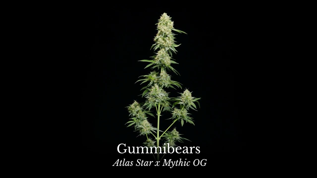 Highlight video of Gummibears autoflower cannabis seed strain