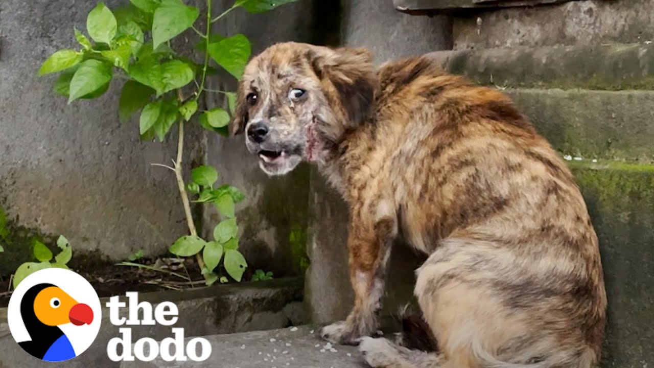 Спасённый бродячий щенок не может перестать прыгать от радости | The Dodo