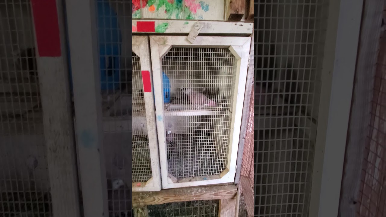 Birmingham Roller- My Kit Boxes