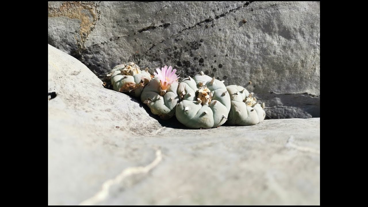 Cactáceas en Hábitat: Lophophora williamsii (Peyote) (Nuevo León)