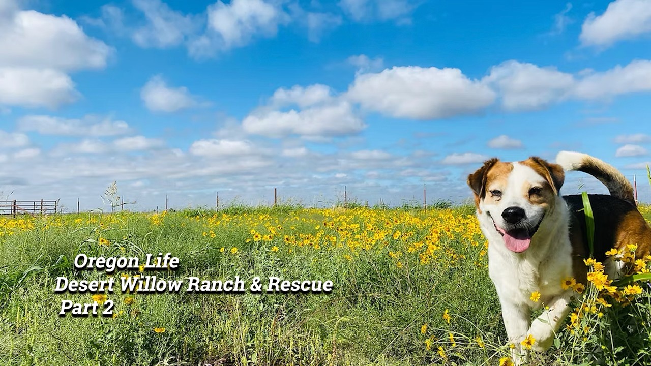 Oregon Life: Desert Willow Ranch & Rescue Part 2 02-08-2026