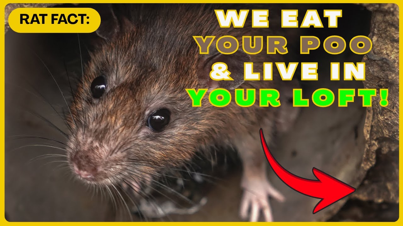 Rats Eat Your Poo in the Sewer then Live In Your Attic & Walls!