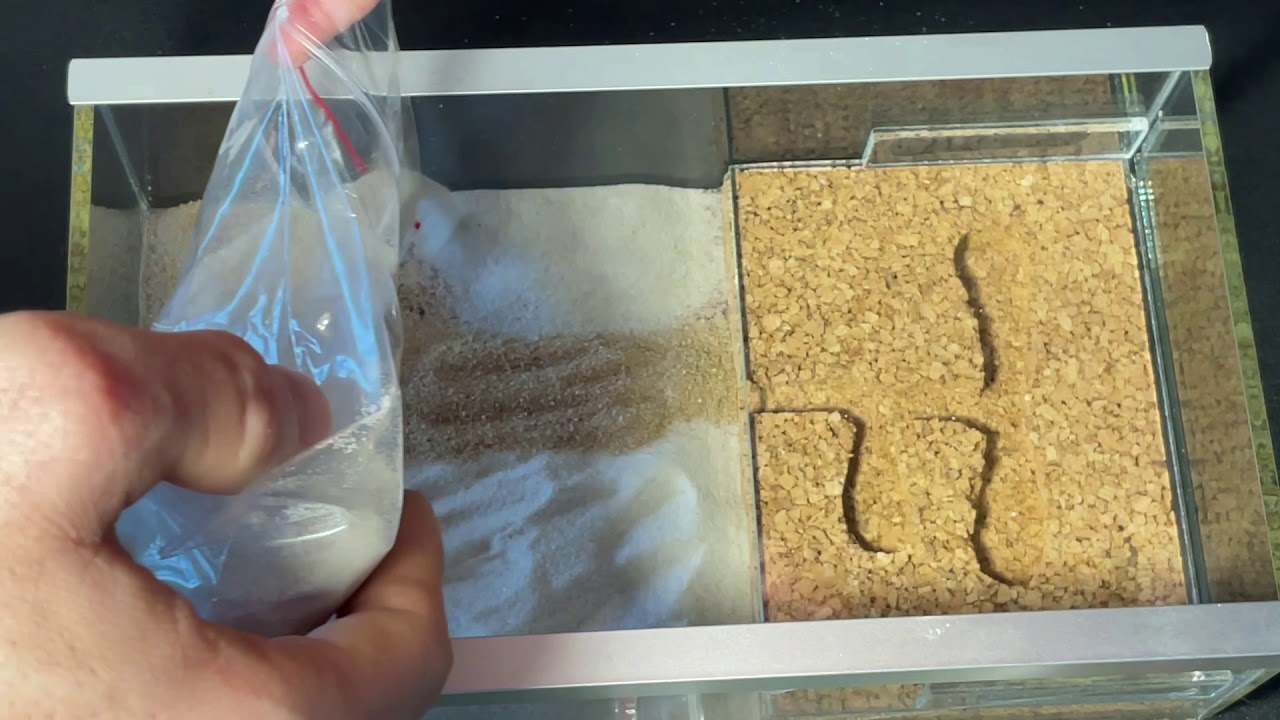 Start formikarium z mrówkami Lasius Niger! Początek przygody.  Start my first ant farm