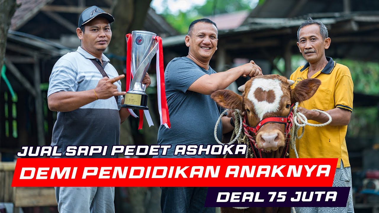 Proses Negosiasi Sapi Pedet Ashoka | Dijual Demi Biaya Pendidikan Anaknya Deal 75 Juta