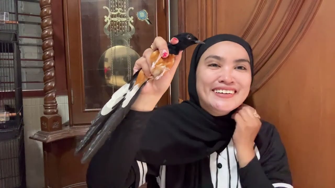 REVIEW MURAI BATU 100ribuan dan MURAI BATU TERNAKAN 7-2-2026