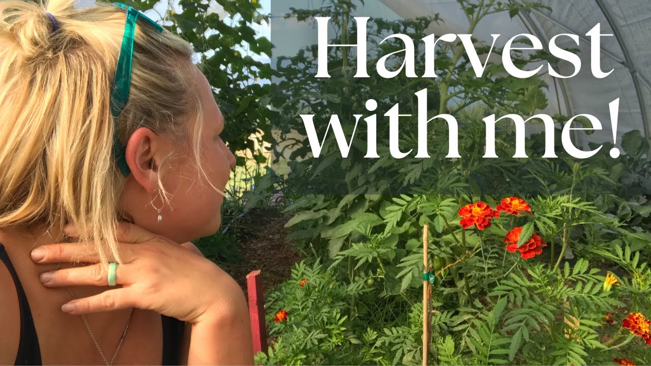 Join me in the 2024 garden for the GOOD & the BAD! Harvest for the farm stand. #2024garden