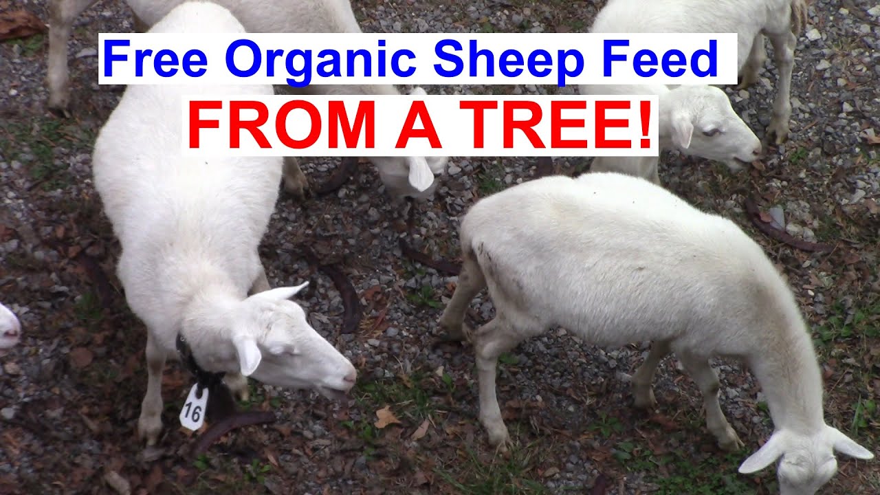 Free Organic Sheep Feed FROM A TREE! - Chemical Free St Croix Sheep