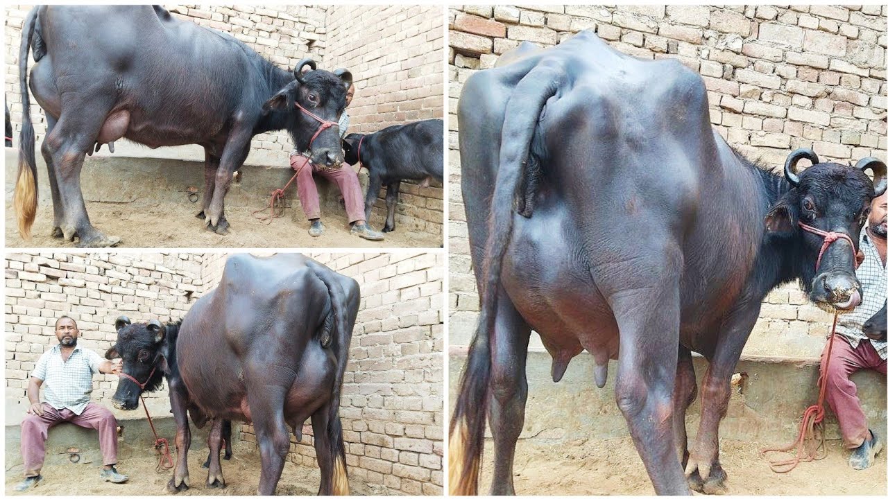 ताजा बियाई 3 पशुधन 17 से 17 लीटर तैयार दूध के साथ अपने फार्म से खरीदे KHURANA DAIRY FARM