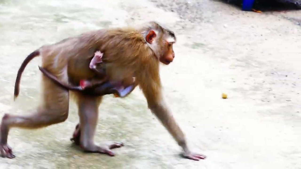 Happy Playtime: Mother Monkey Joyfully Running with Her Baby