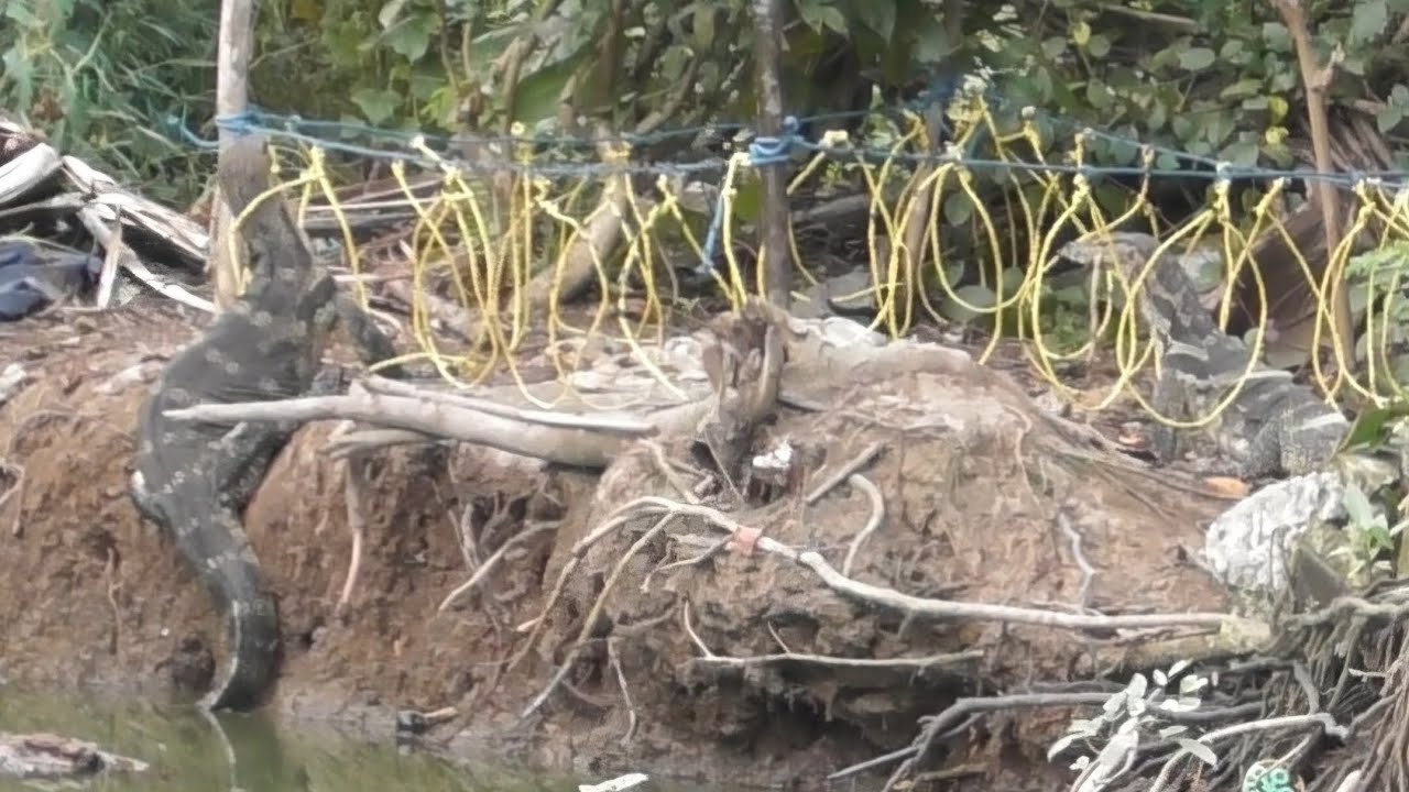 Masuk 2 ekor biawak bisa double kill ini