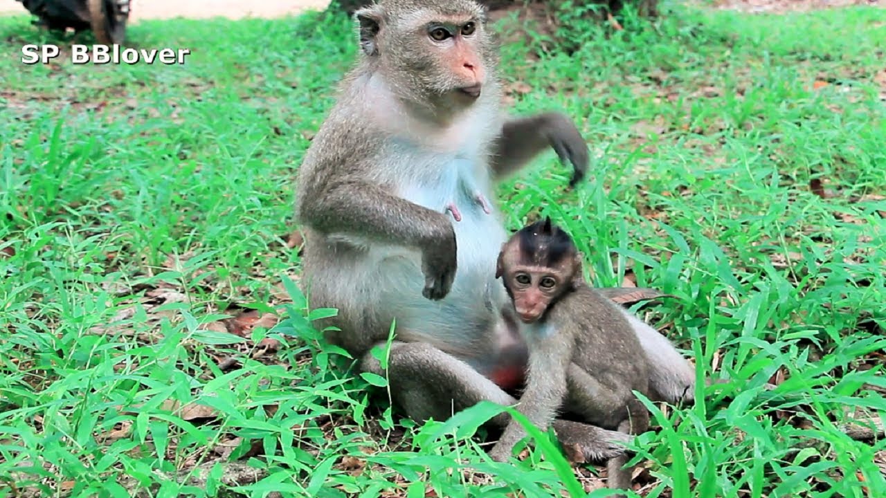 How Do Monkey Weaning Baby - Mom Try Run Away From Baby