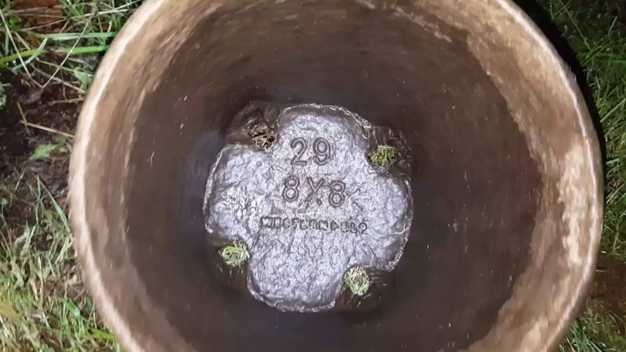 Harvest of the smaller Auto Six Shooter and a crazy question