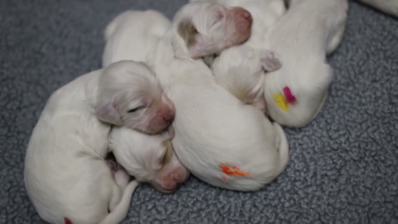 goldie pups two weeks old!