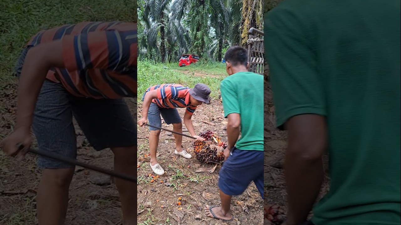 Cara muat buah kelapa sawit ukuran besar.. #pemanensawit #petanisawit #palmoil
