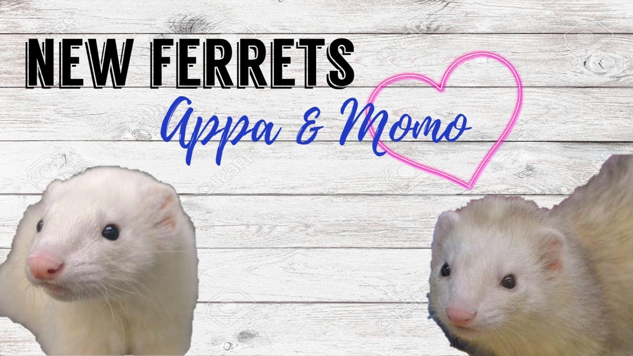Introducing the new ferrets!