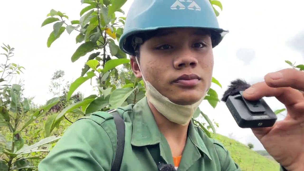 Phong và Mẹ thả bò trên núi gặp đúng ngày mưa to và cuộc truy tìm bò mất tích