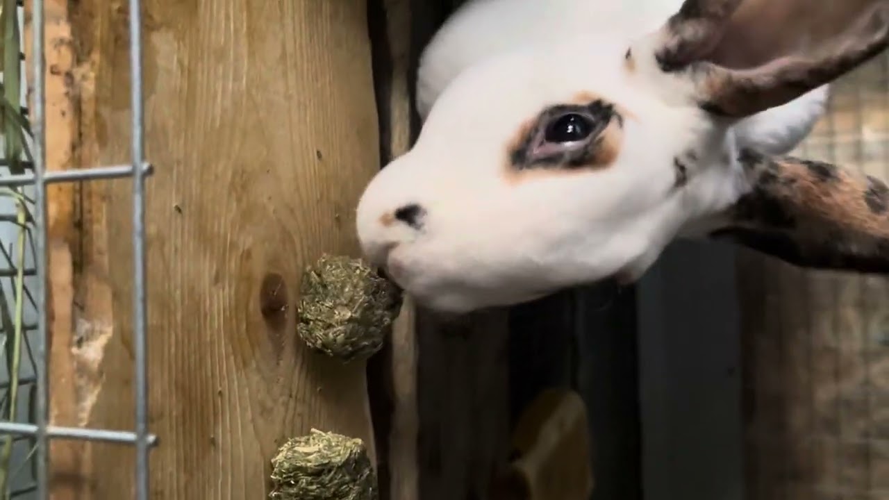 Feed the bunnies with me ASMR #asmr #rabbit #bunny #food #water #treats #pets #animal  #rabbithutch