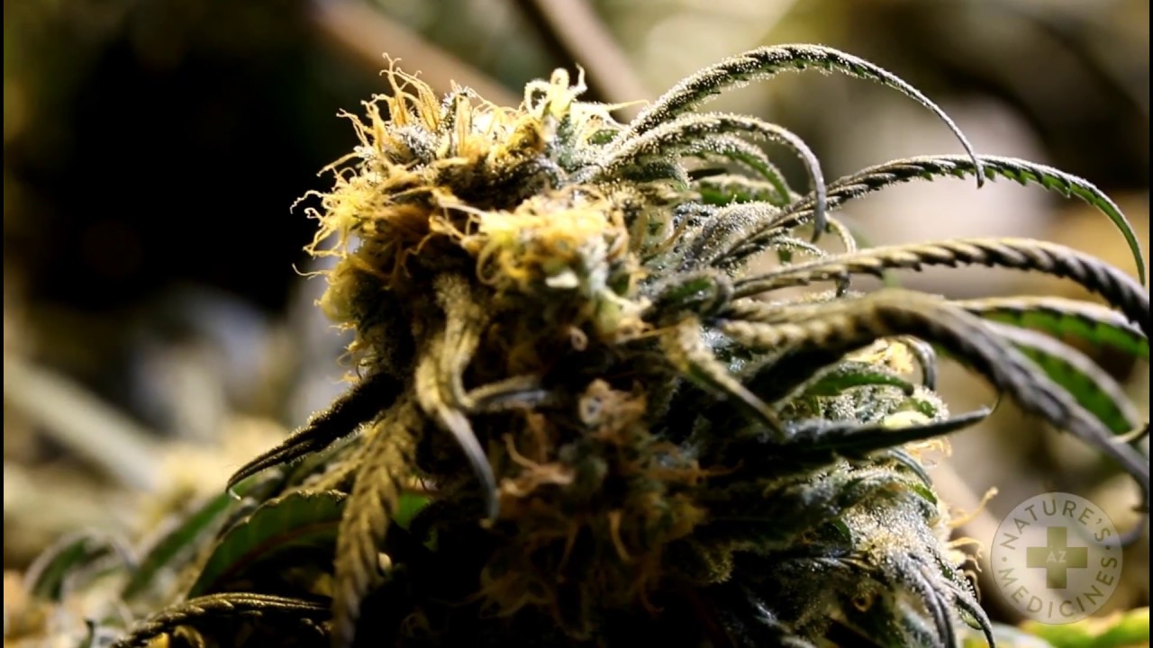 Nature's AZ Medicines Dispensary Showcase