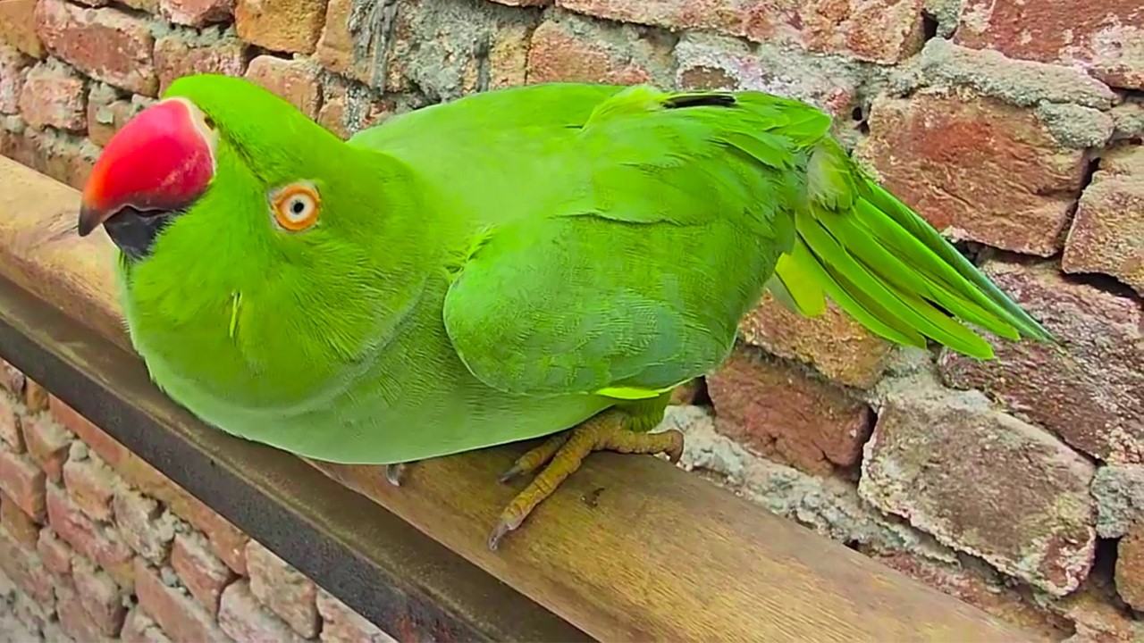 Amazing Super Friendly Female Green Ringneck Talking Parrot