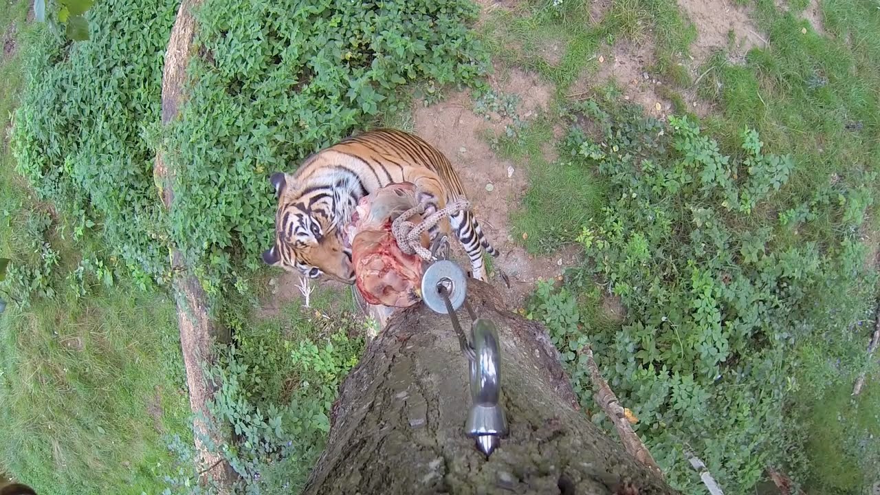 Tigerfodring i Ree Park