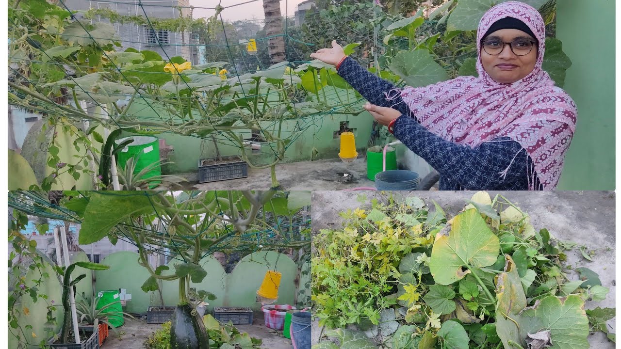 বাগান পরিষ্কার করার সঠিক নিয়ম :বাগান হবে আরো সুন্দর ও সতেজ!@GardeningismyPassion @greenfriends8901 