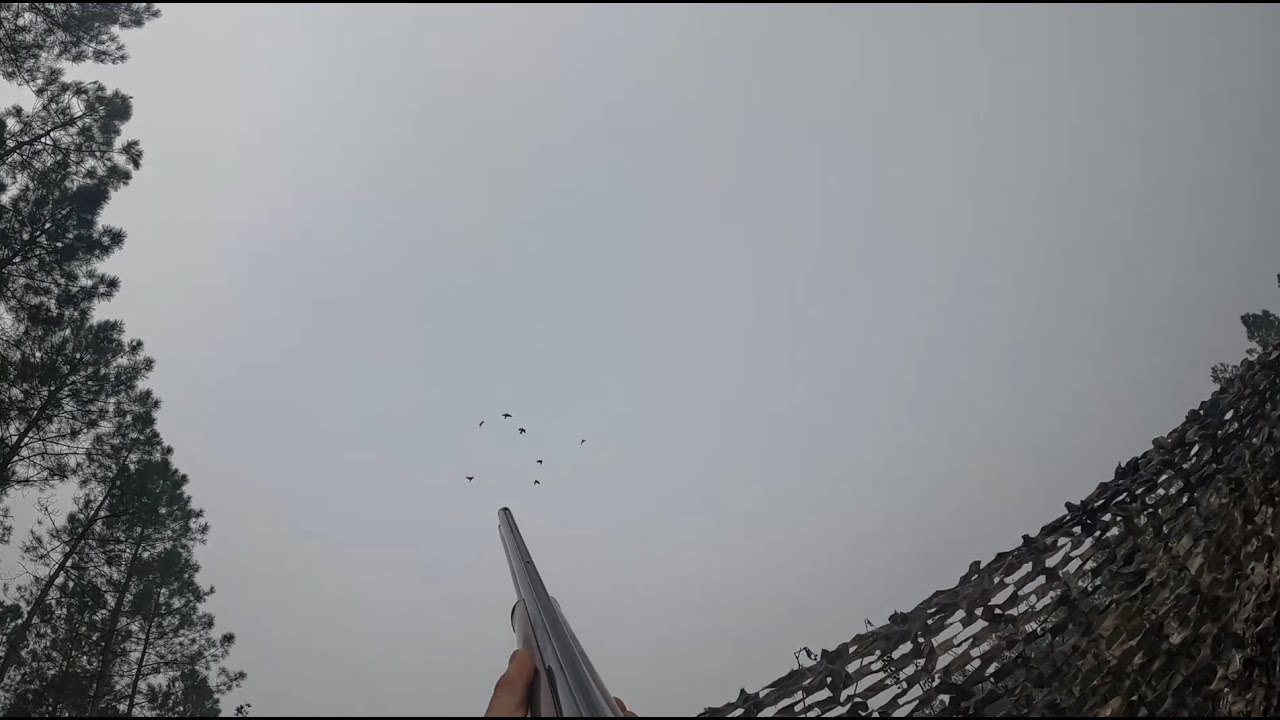 Chasse Palombes dans les landes saison 2023/24 Décembre