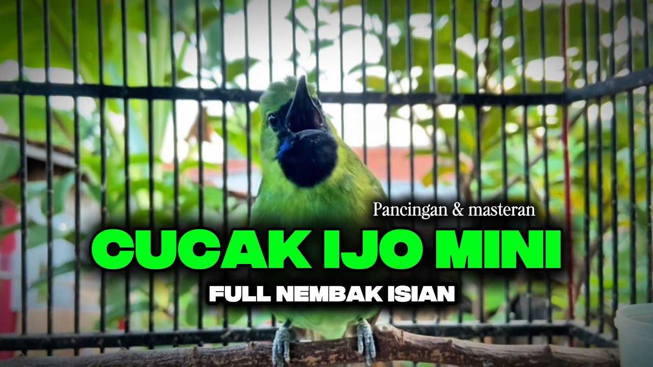 Pancingan cucak ijo mini bahan agar emosi biar rajin bunyi