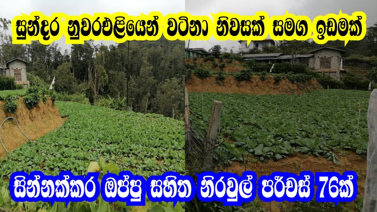 සුන්දර නුවරඑළියෙන් වටිනා නිවසක් සමග පර්චස් 76ක ඉඩමක් | Land For Sale in Nuwara Eliya | Property sale