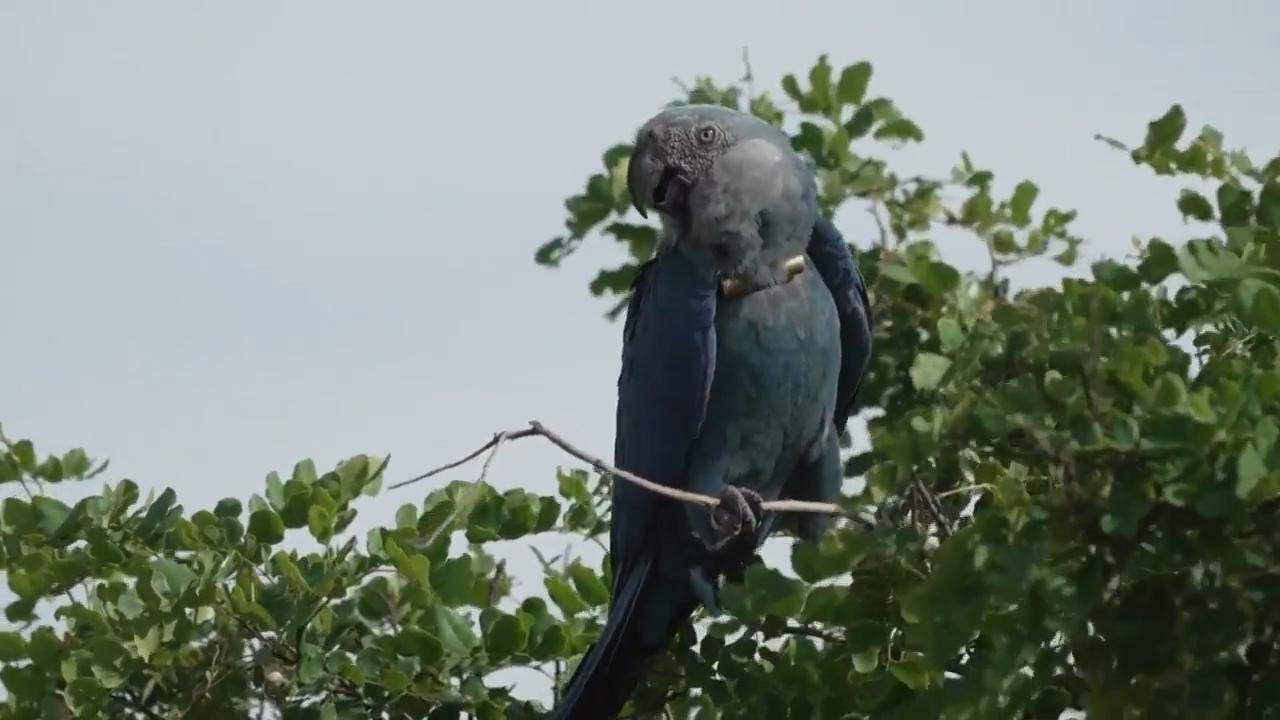 Recovery of Brazil's Spix's macaw threatened by climate change