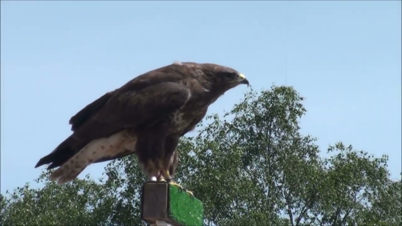 Puy du Fou - Le Bal des Oiseaux Fantômes (2012)