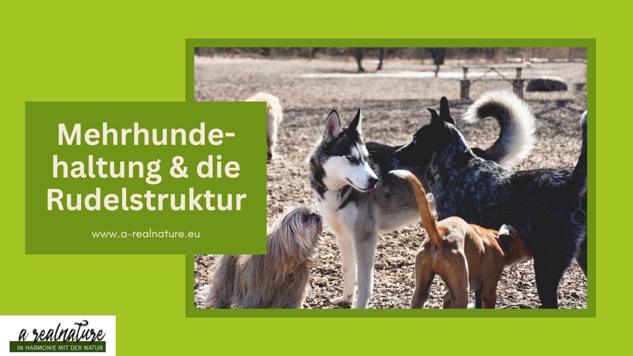 Mehrhundehaltung und die Rudelstruktur