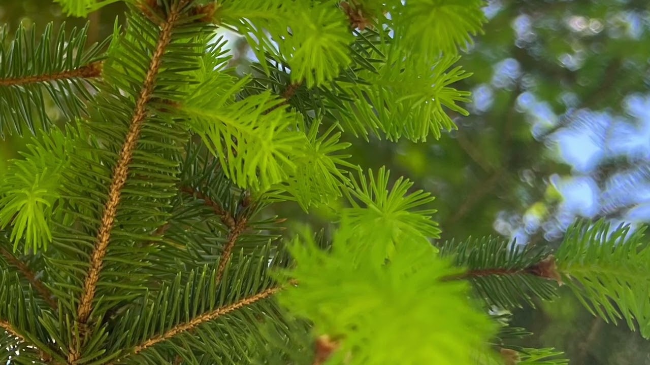 evergreen