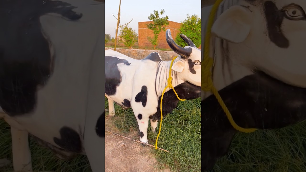 коровы 🐄🐮 видео