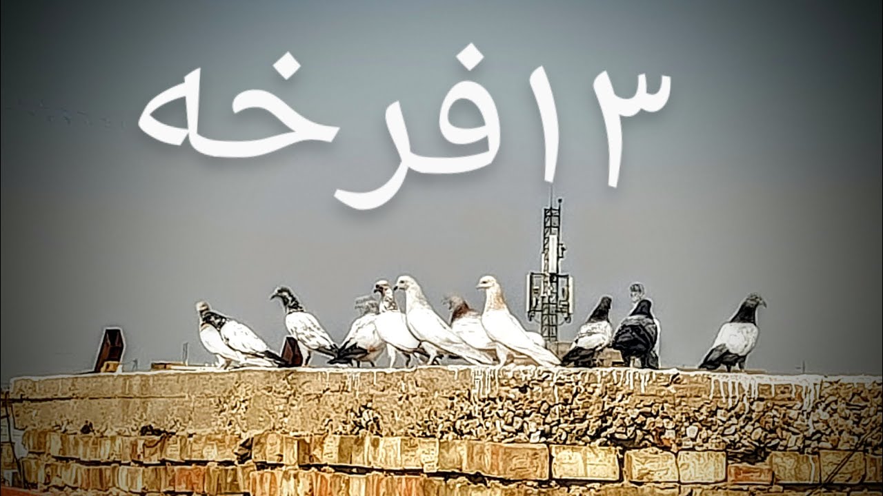 ١٣فرخه 😱😱فتحتهن وتورطت