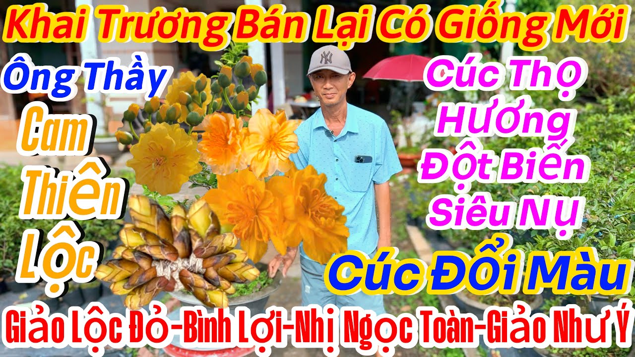 28/02☎️ 0775739717 ☎️🌴mai vàng giá rẻ🌴đồng giá 50k-cam thiên Lộc-giảo như ý-bình lợi-Sài Gòn-siêu nụ