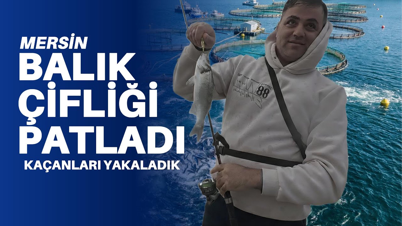 Mersin Mavikent’te ŞOK OLAY! Çiftlikten Kaçan Levrekler Sahili Doldurdu