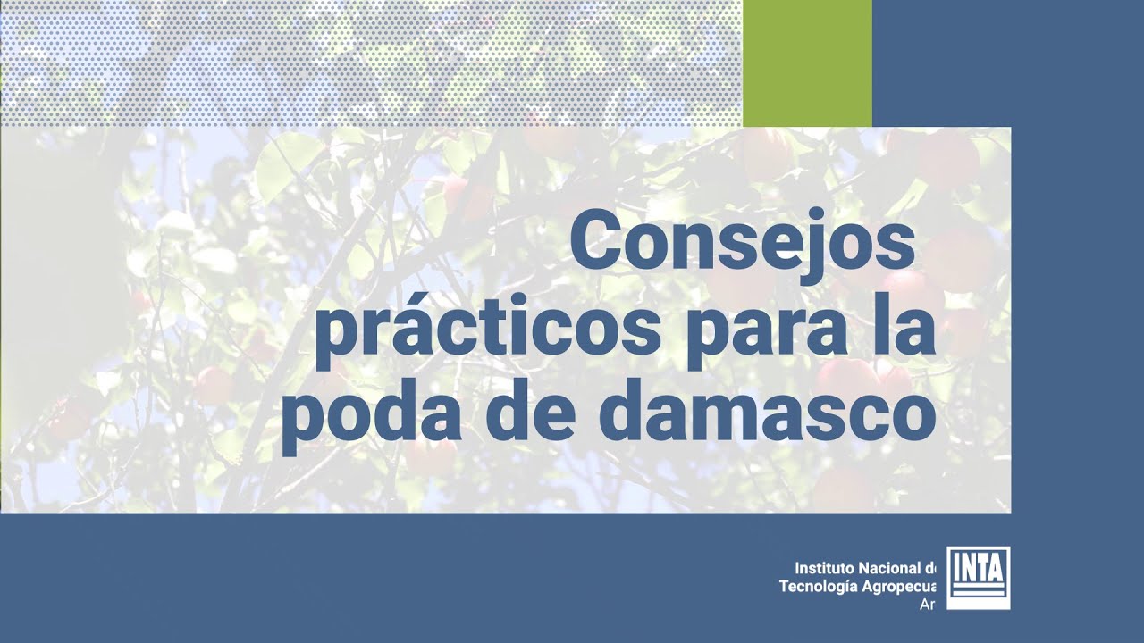 Consejos prácticos para poda de damasco