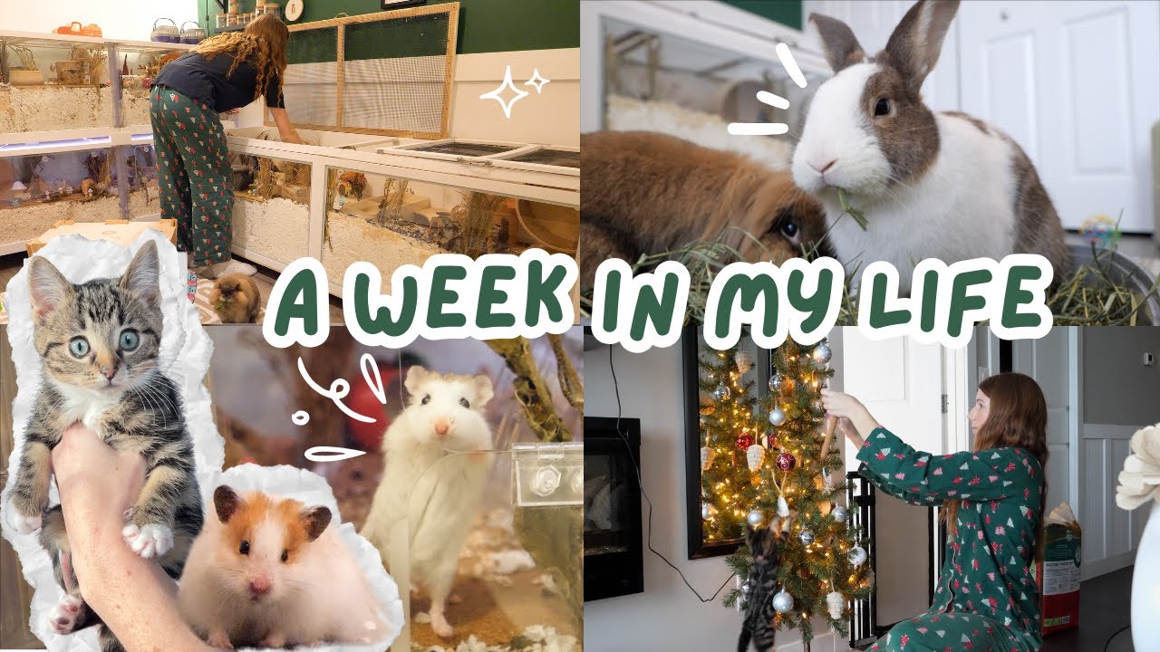 A Week in my Life with a Kitten! (Nov 2024)