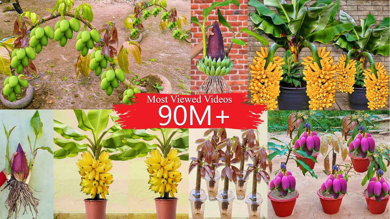 Top videos with the most views : Great Technique for Grafting Trees