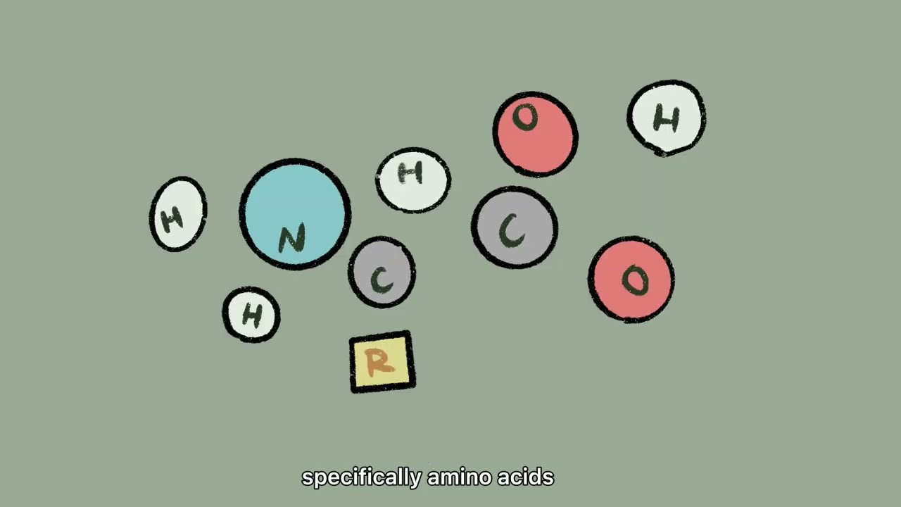 Simply Synbio: What is Protein Modelling?