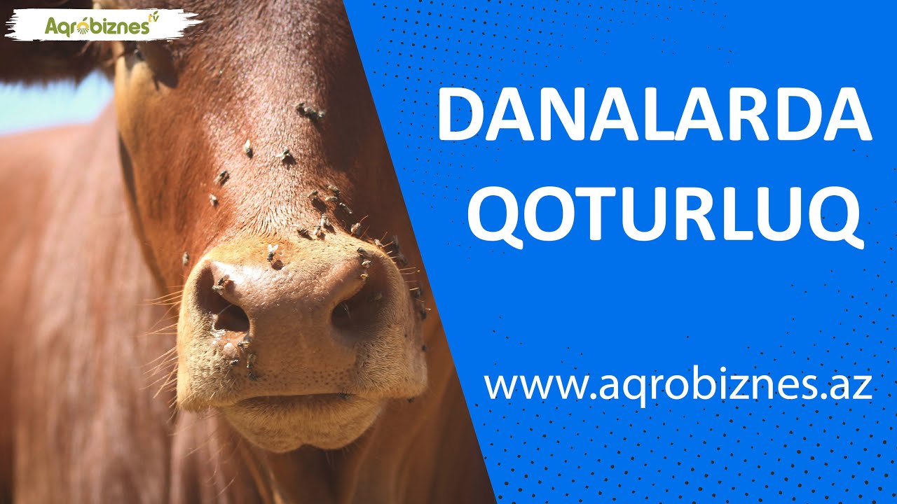 Danalarda qoturluğun müalicəsi