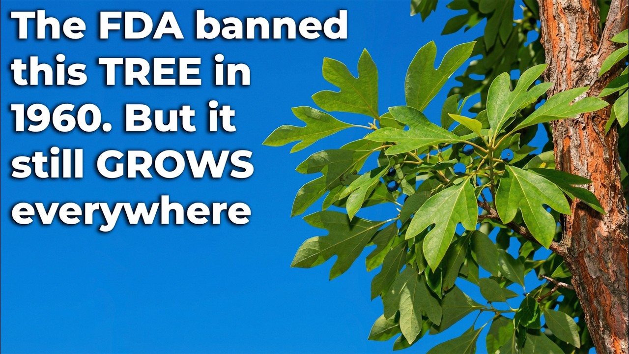 The FDA Banned This Flavor in 1960 — But the Tree Still Grows Wild Everywhere