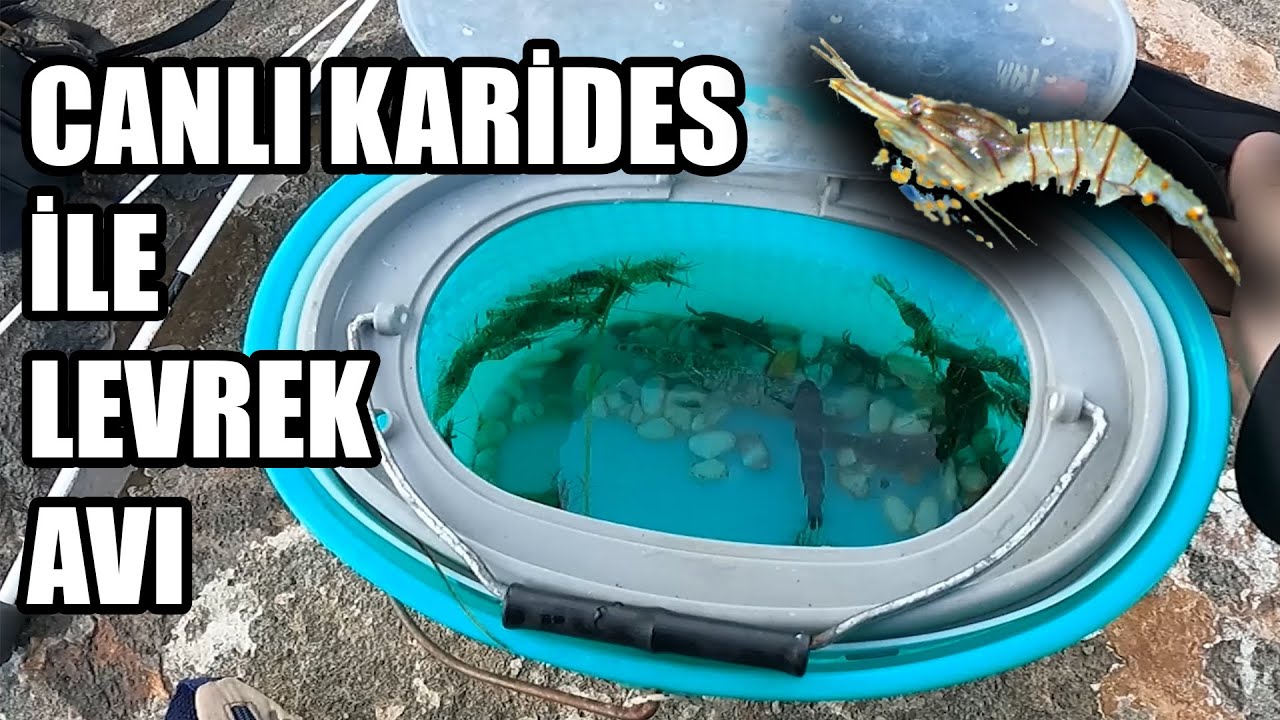 Canlı Karidesle Levrek Avı ve Berkley Gulp LRF Levrek Avı | Karides Nasıl Yaklanır? |