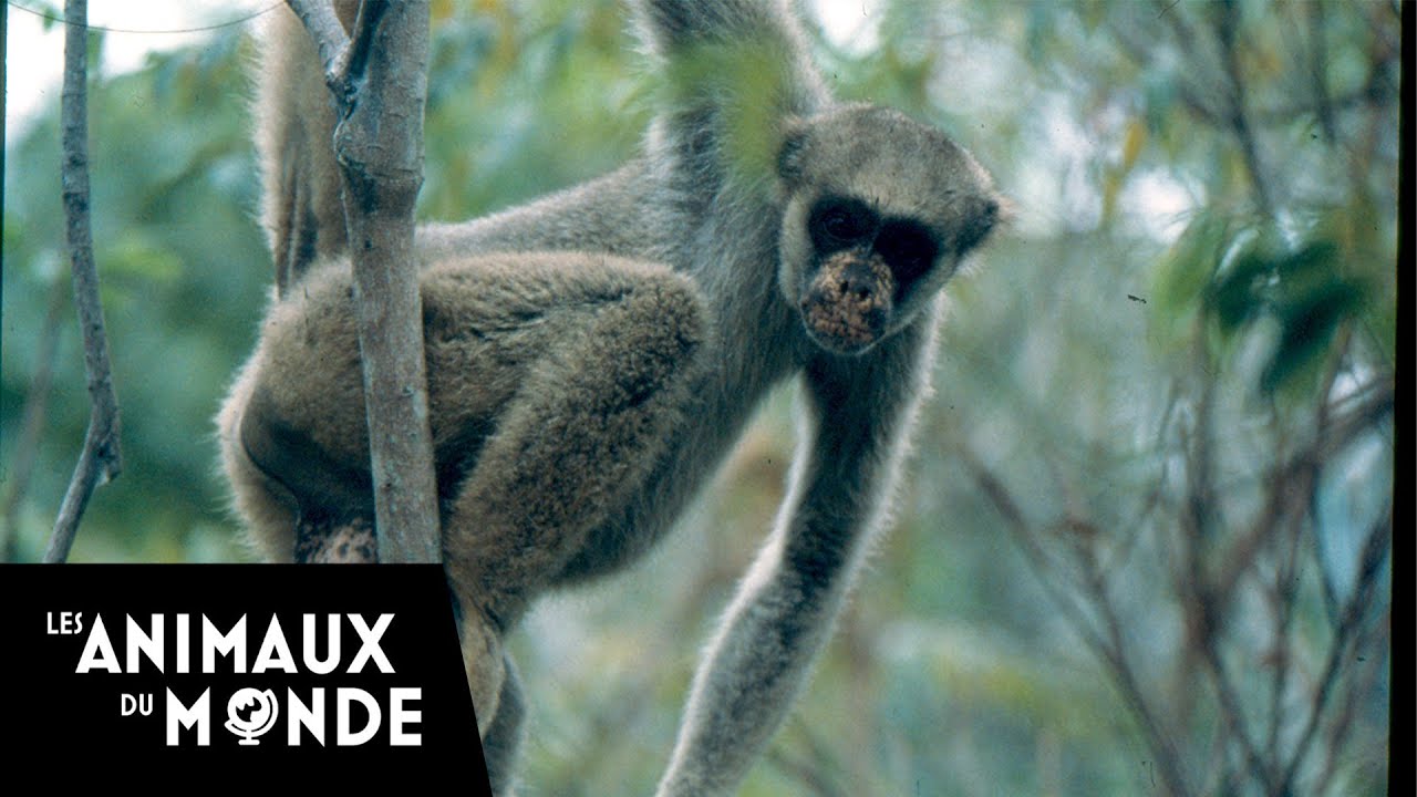 Quatre singes dans un petit royaume - Les muriquis au Brésil - Paradis sauvages