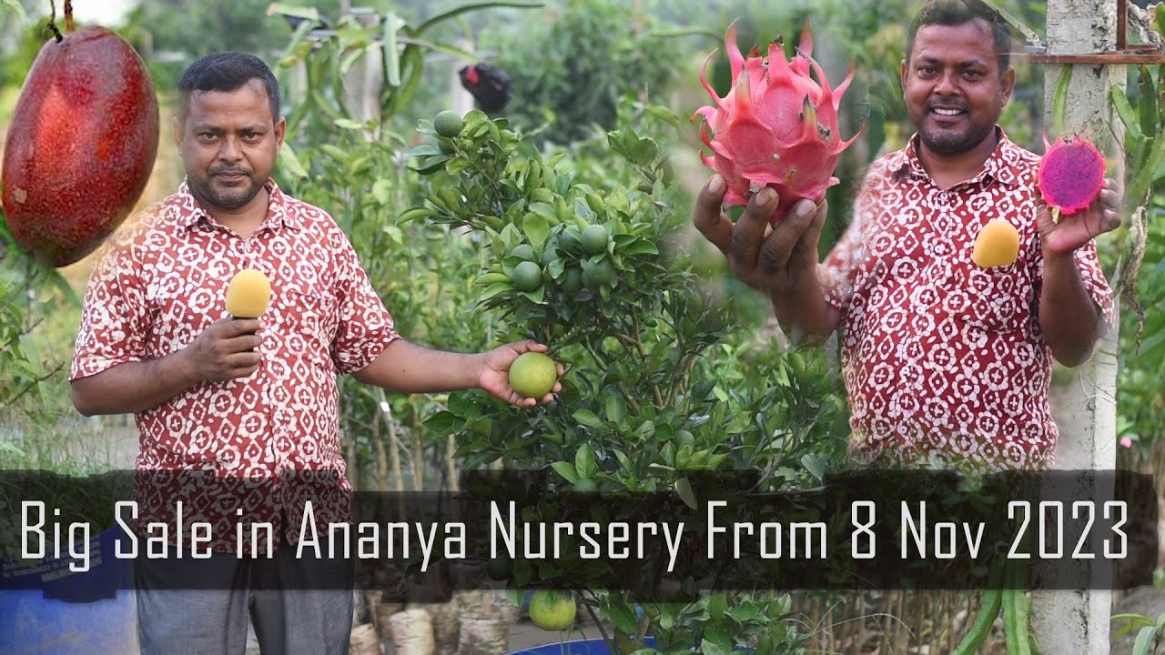 Ananya Nursery | Big Sale starts From 8 Nov 2023 | All Thai and Indian Fruit Plants you can get here